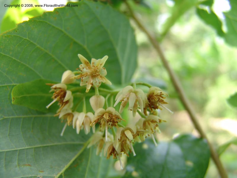 Tilia americana v. caroliniana--TX. Johnson Wildflower Center. 13 Jun 04. 001.jpg