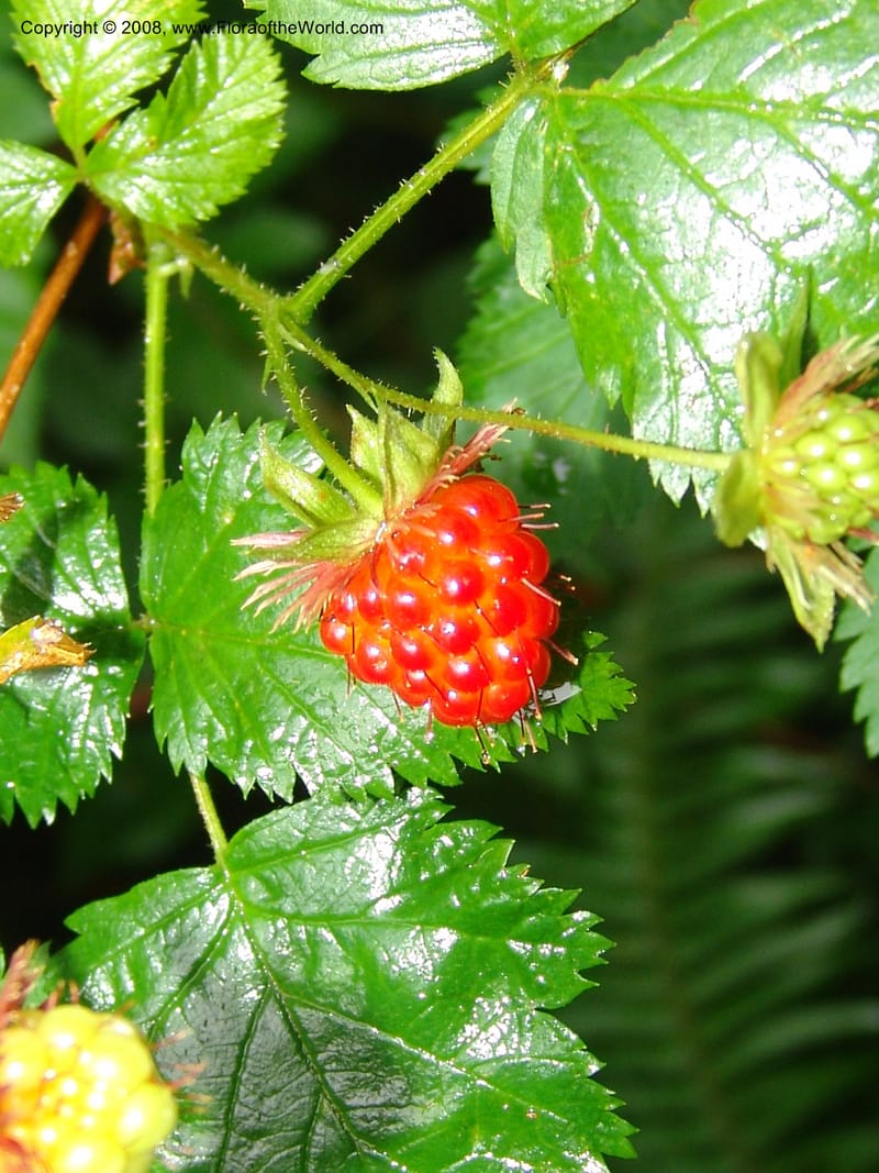 Rubus spectabilis--WA. Grays Harbor Co. Quinault Rain For, Lake Quinault. 15 Jun 06. 040.jpg