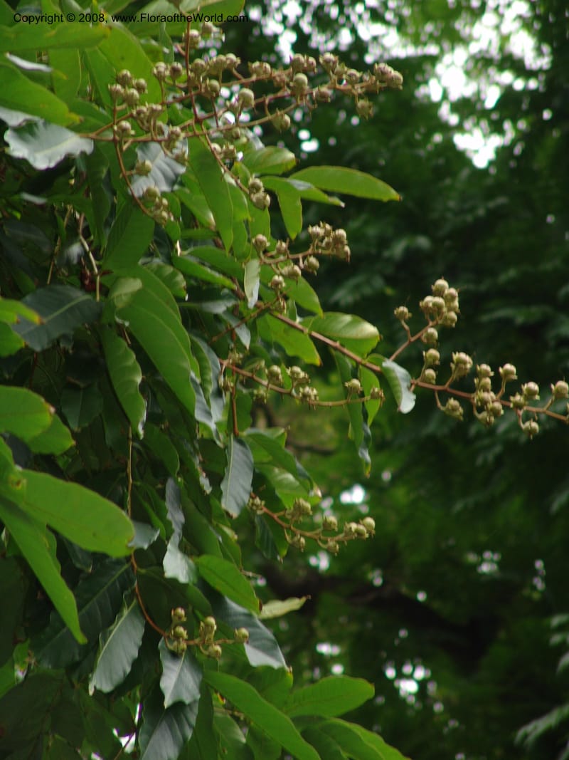 Lagerstroemia speciosa--So. Africa. Durban Bot. Garden. 14 Mch 05. 096.jpg