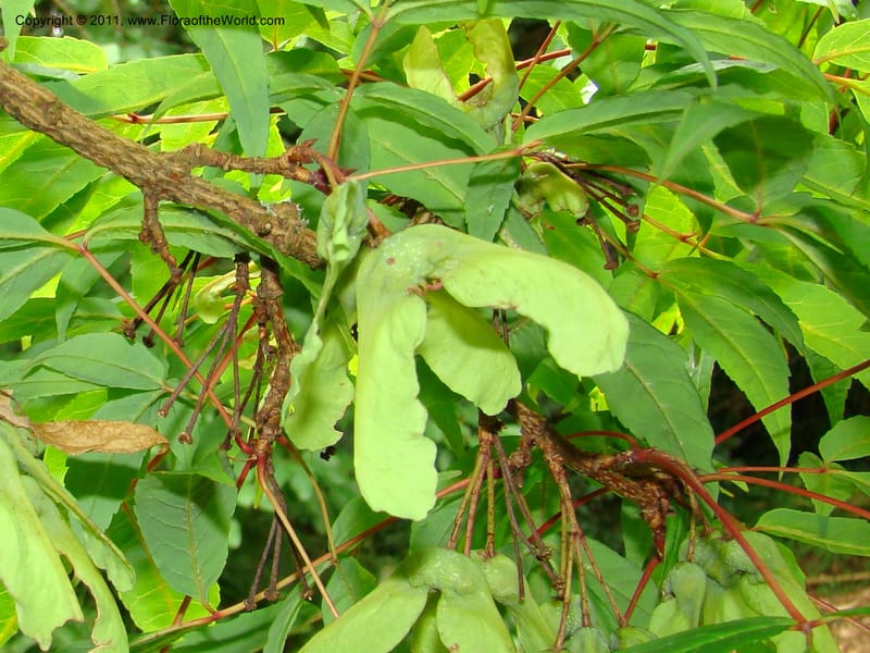 Acer mandschuricum, 7144-0050-1973--Canada. BC. Univ. BC Bot. Garden. 27 Jul 08. 225.jpg