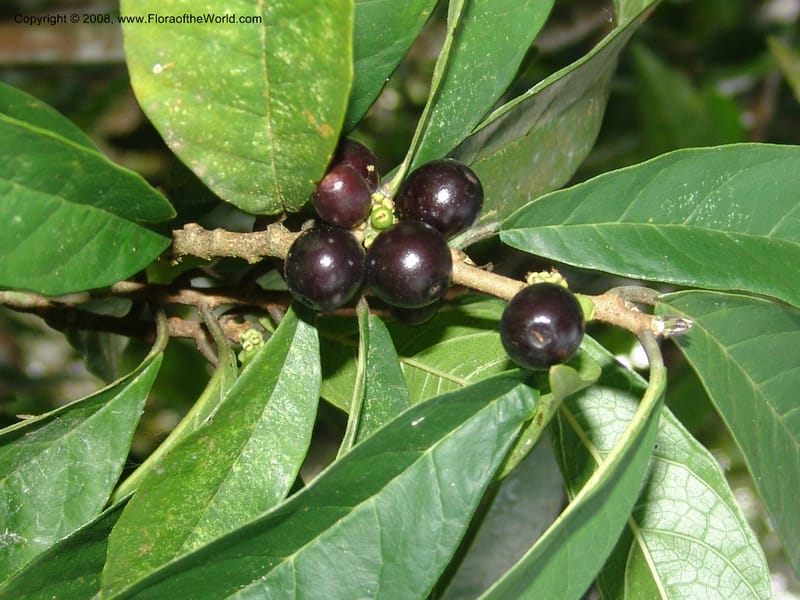 Sorocea sprucei, AAraujoM1576--Bolivia. Pq. Nac. Madidi. Laguna Chalalan. 26 Nov 04. 324.jpg