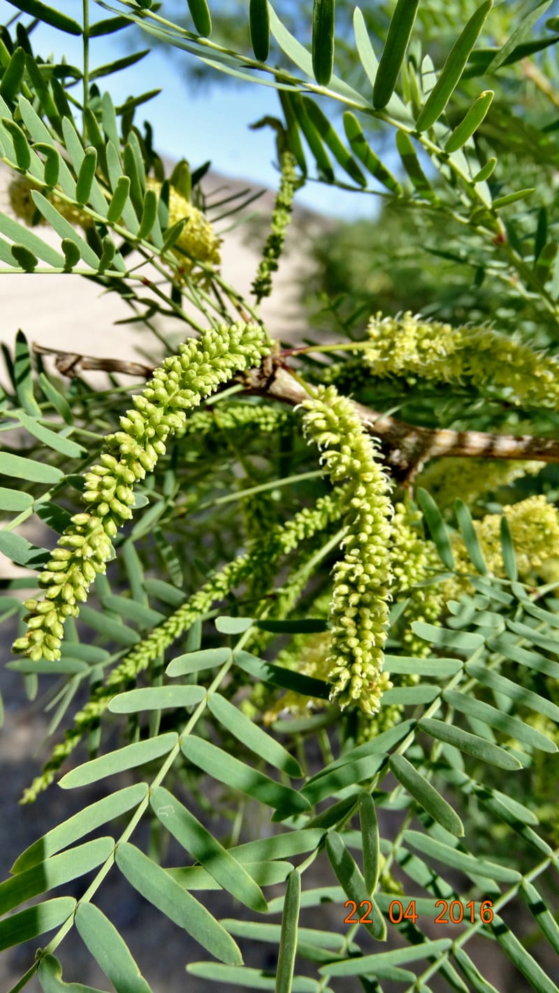 Prosopis glandulosa torreyana, Davidson, C 13168--California, Afton Canyon, 22 Apr 2016  8301 (15).JPG