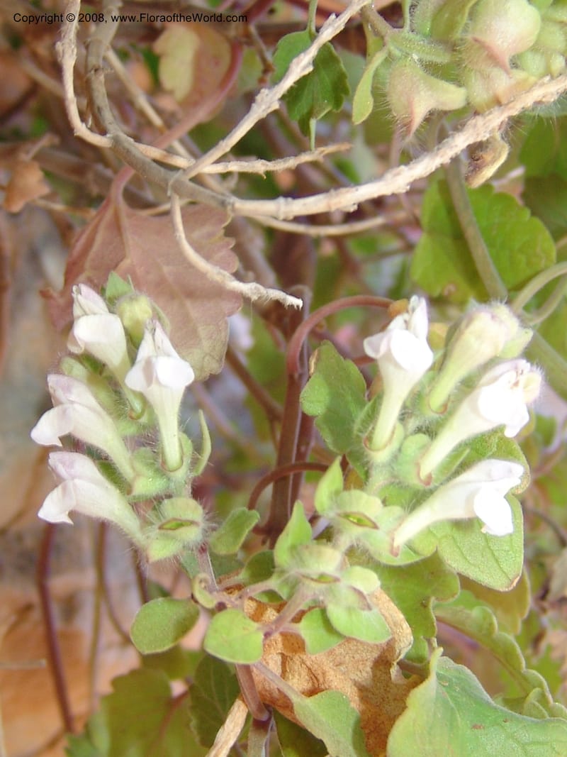Scutellaria sieberi--Crete. Ep. Kydonia. Akrotiri. Trail Gouvernetos . 23 May 05. 072.jpg