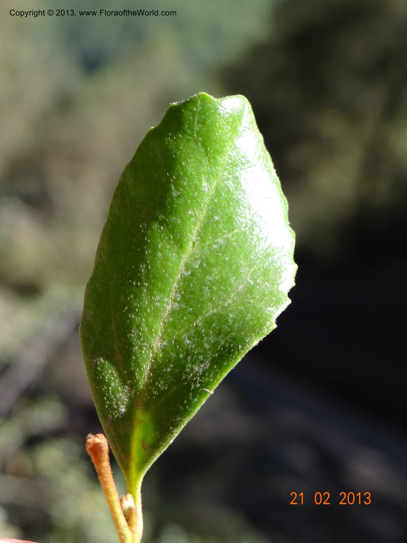 Lomatia dentata, W. D. Stevens 34157--Chile, PN Siete Tazas. 21 Feb 2013  99284 (7).JPG