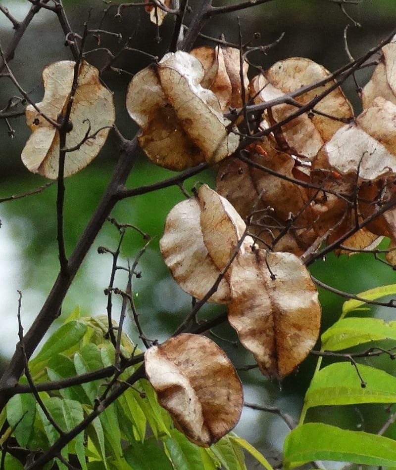 Kohlreuteria elegans, Lowry, P 7357A--Fiji. Drekeki Riv. 5 Nov 2015. DSC09708 (6).JPG