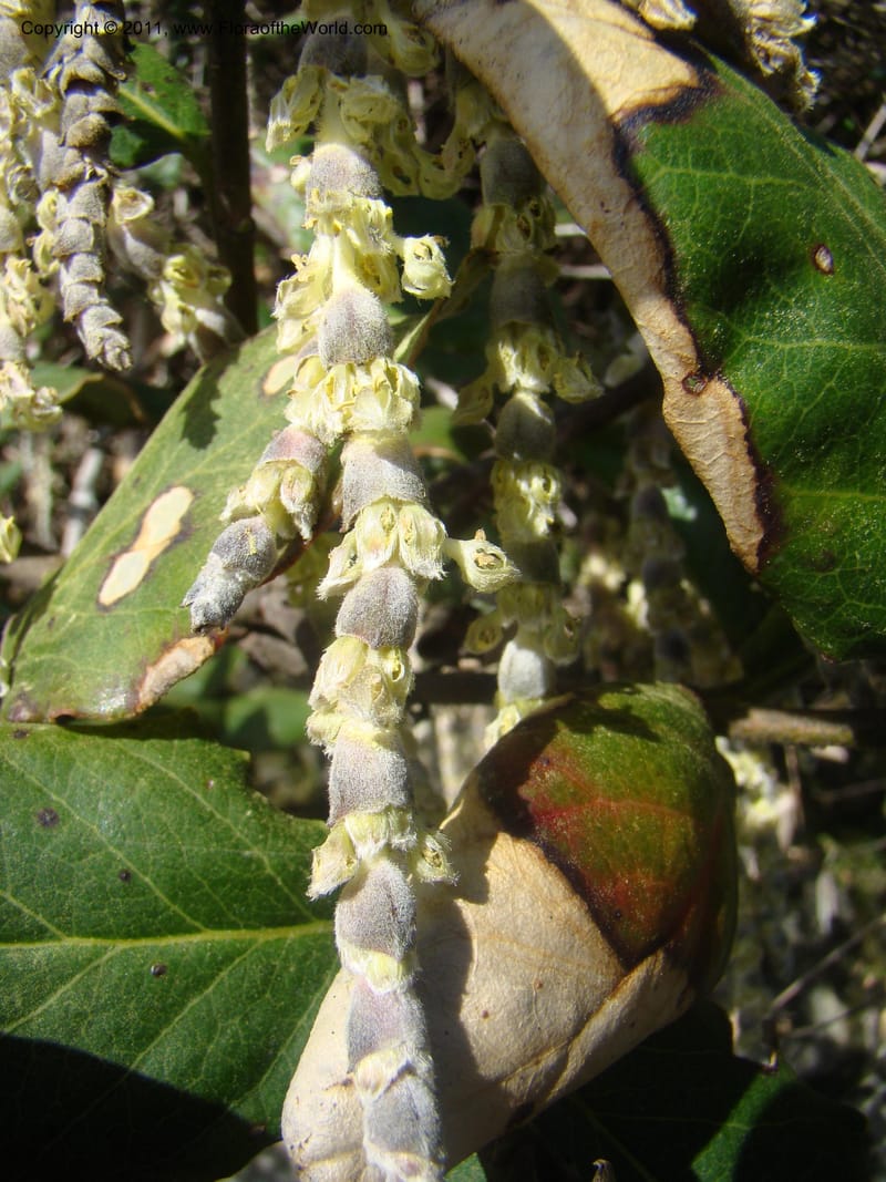 Garrya elliptica, C. Davidson 11826--CA. Moonstone Beach. 26 Jan 2011. 032.jpg