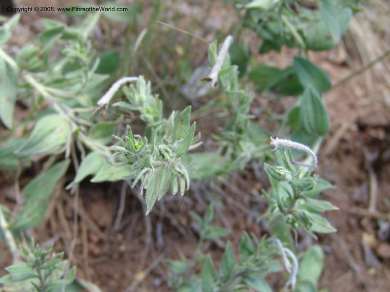 Macromeria viridiflora--AZ. Arboretum at Flagstaff. 3 Sep 04. 158.jpg