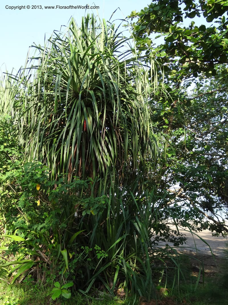 Pandanus odorifer, Callmander 1017--Malaysia, Sarawak. Bako Nat. Park. Beach. 31 Mar 2012. DSC06362 (11).JPG