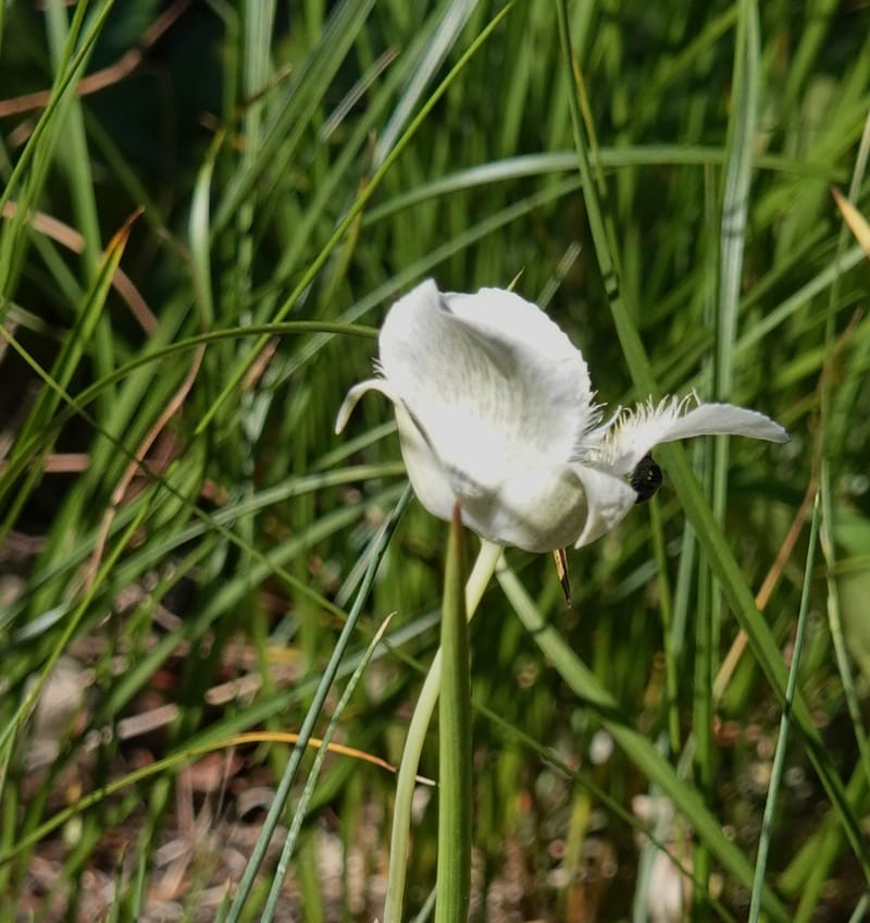 Calochortus apiculatus, C. Davidson 13820--ID. Benewah Co. Reed's Gulch Rd. FR 550. 8 Jul 2018. DSC05956 (274).JPG