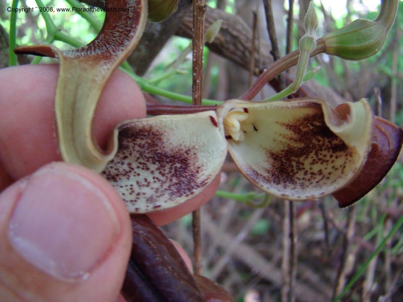 Aristolochia maxima, NMartinezM2422--MX. Chiapas. Jiquipilas. Cerro el Campanario. 14 Sep 08. 079.jpg
