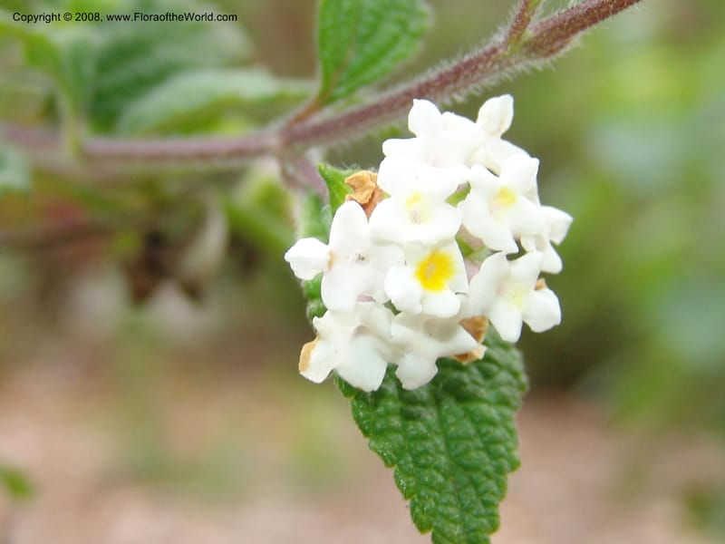 Lantana hirta, 76.0579--CA. UC Berkeley Bot. Garden. 31 May 07. 232.jpg