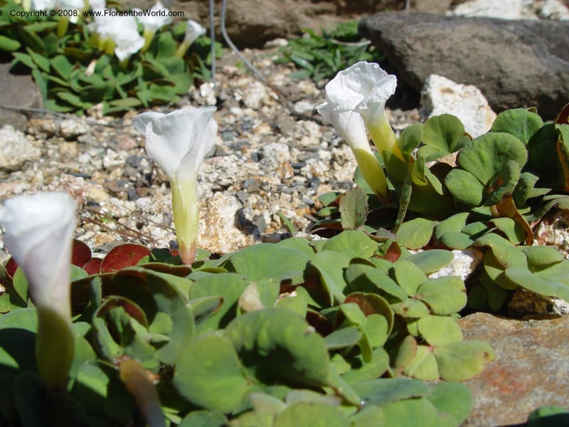 Oxalis, 81.0552--CA. UC Berkeley Bot. Gard. 9 Feb 04. 095.jpg
