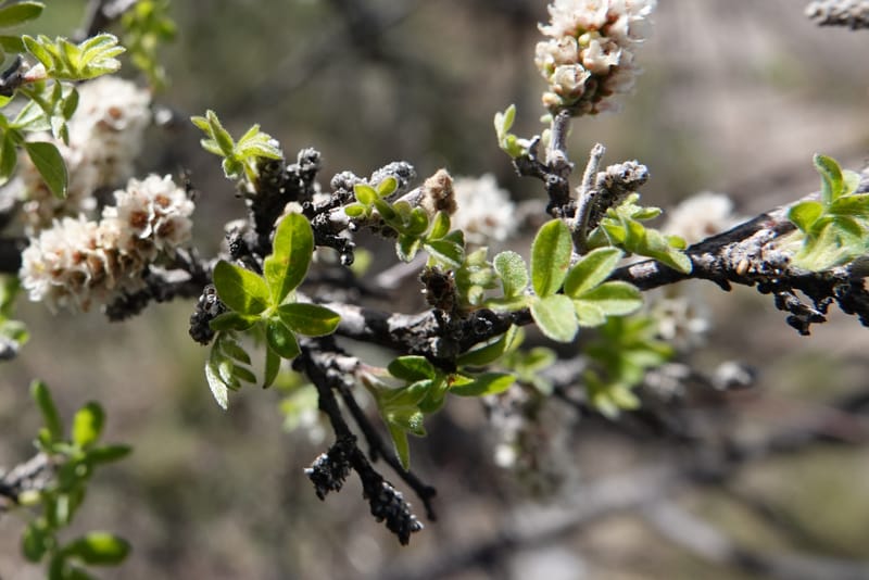 Rhus microphylla, C. Davidson 13990--AZ. Cochise Co. Hwy 80 SE of Tombstone. 9 April 2019. DSC07192 (4).JPG