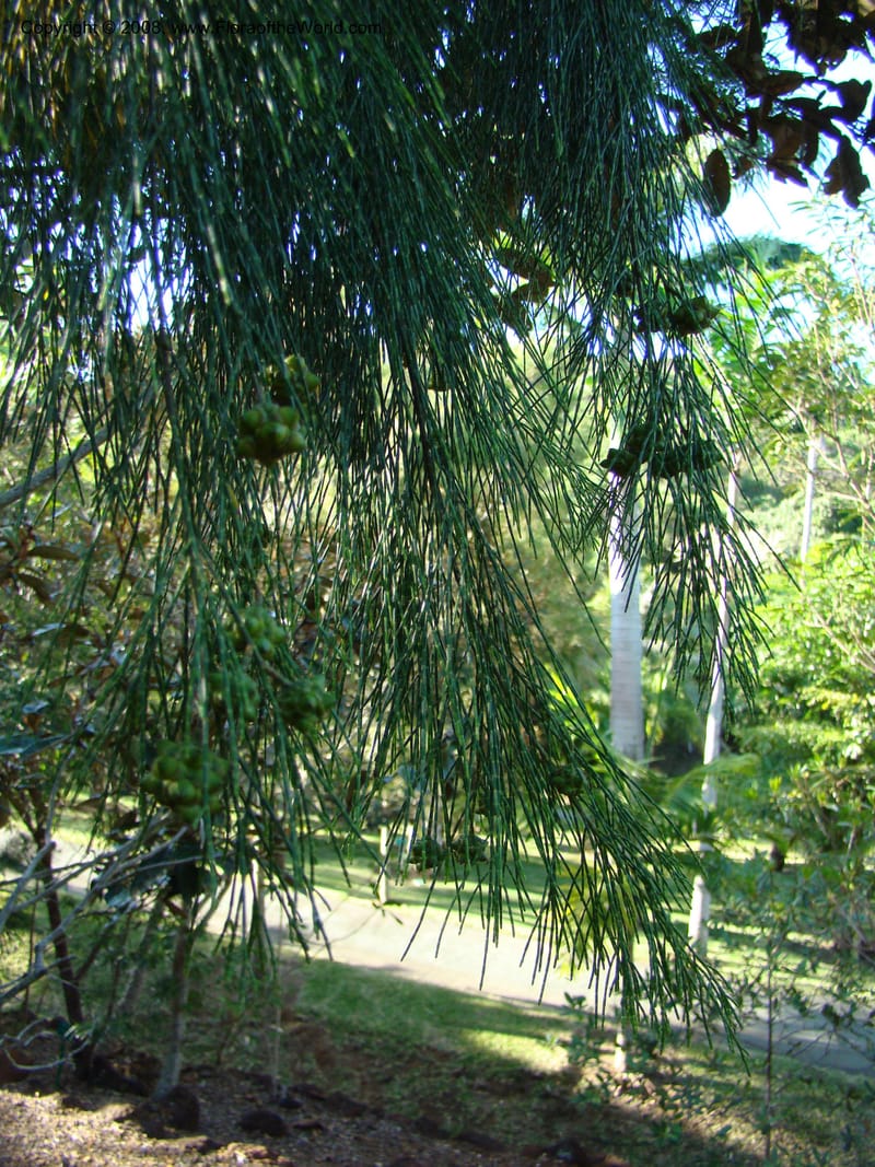 Gymnostoma deplancheanum--N.Caled. Parc Zool. & Forest., Noumea. 10 Nov 07. 048.jpg