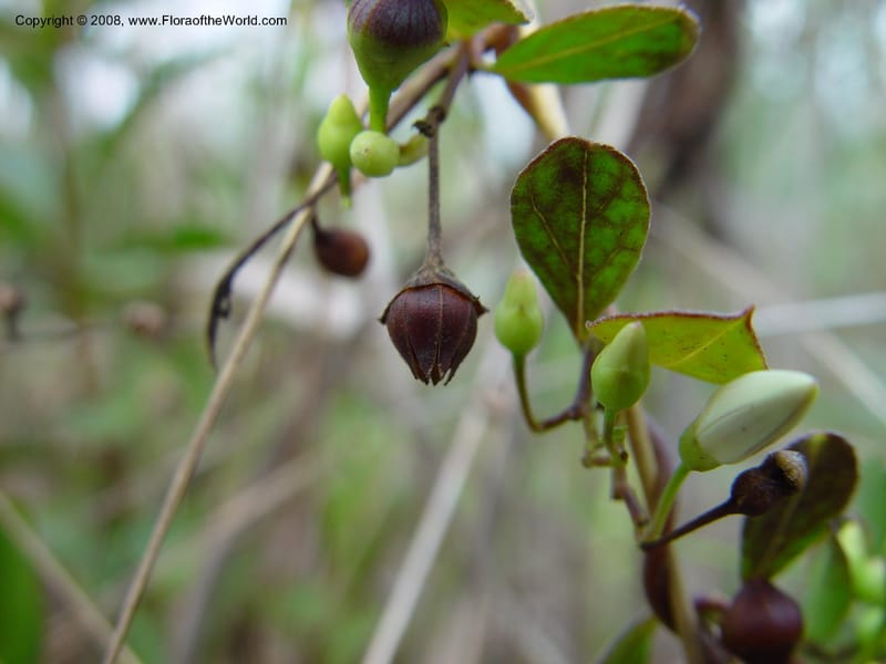 Jacquemontia curtissii--FL. Miami-Dade Co.  Everglades Nat. Pk. Long Pine Key Trail. 15 Jan 03. 031.jpg