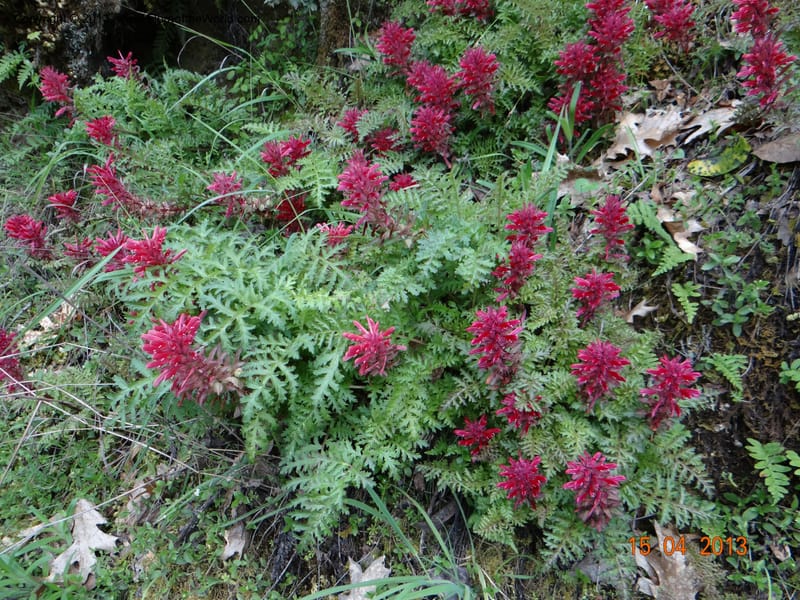 Pedicularis densiflora, Davidson, C 12118--USA, CA, Trinity Co.  15 Apr 2013  9916 (1).JPG