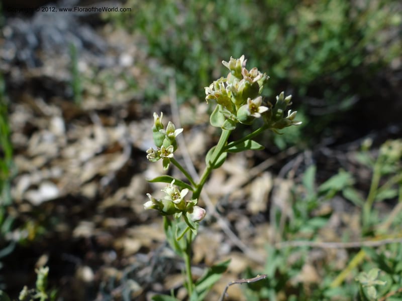 Comandra umbellata, Davidson, C 11942--AZ. Yavapai Co. Crown King Rd. 7 May 2012. DSC0894 1 (104).JPG