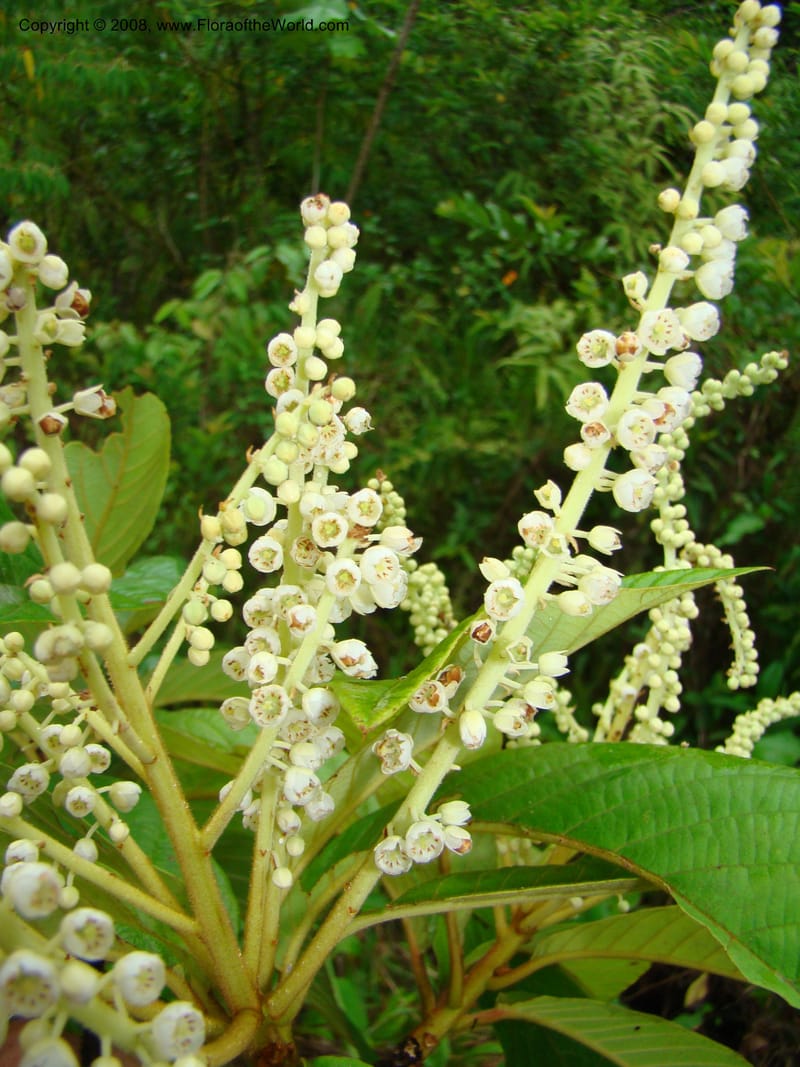 Clethra mexicana, RAguilar11192--Costa Rica. Puntar. Osa. Los Mogos. 17 Apr 08. 446.jpg