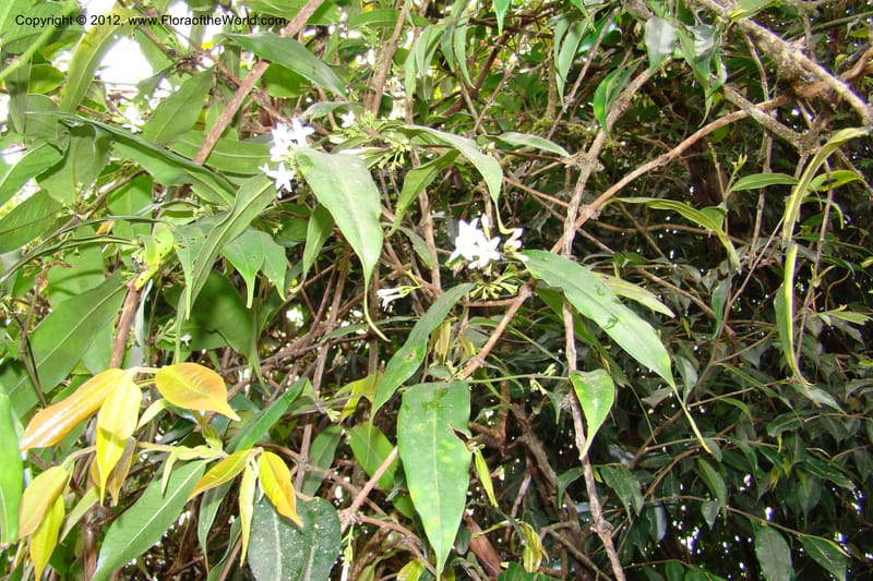 Jasminum, Regalado 1631--Viet Nam. Lao Cai Prov. Sa Pa Distr. 2 km NW Thac Bac. 5 Apr 09 082.jpg