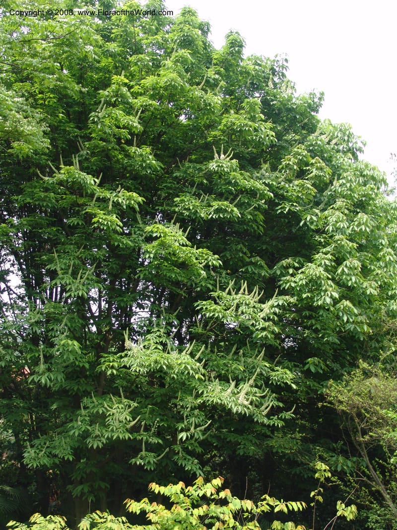 Aesculus wilsonii, 041380105--China. Hubei. Wuhan Botanical Garden. 24 Apr 07. 316.jpg