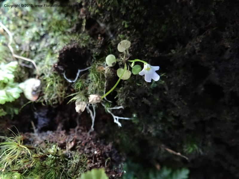Utricularia, VC 5533--Thailand. Chiang Mai Prov. Doi Pha Hom Pok Nat. Park. 10 Nov 2012. DSC08349 (135).JPG