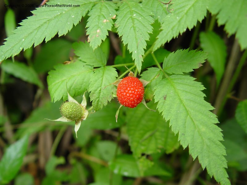 Rubus pinnatus--Cameroon. Mt. Cameroon. 5 Dec 03. 019.jpg
