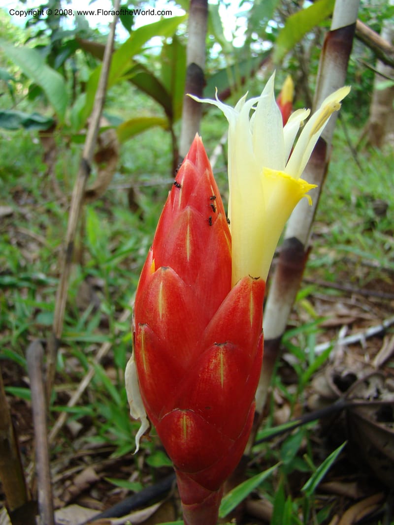 Costus stenophyllus--Costa Rica. Puntar. Los Charcos de Osa. 15 Apr 08. 226.jpg