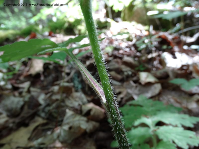 Hydrophyllum macrophyllum, Davidson, C 13025--North Carolina. Haywood Co. Pigeon R. 16 May 2015. DSC05923 (85).JPG