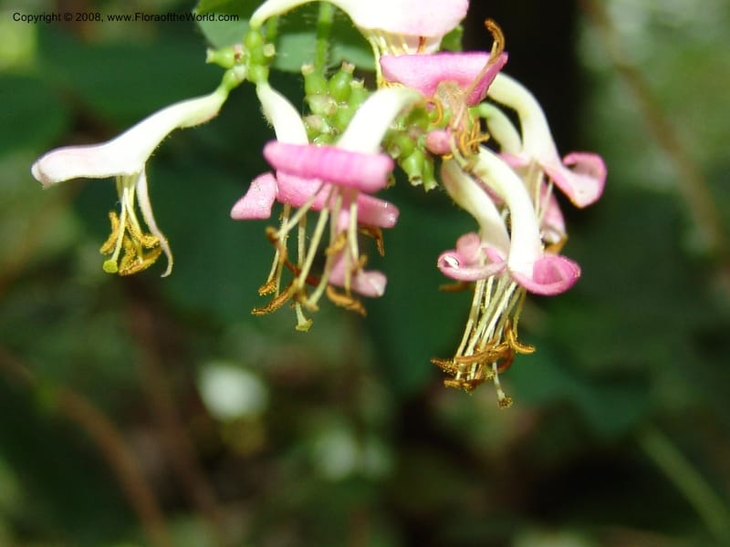 Lonicera hispidula v. vacillans, CDavidson11065--CA. Shasta Co. Lake Shasta. Waters Gulch Trail. 5 Jun 07. 193.jpg