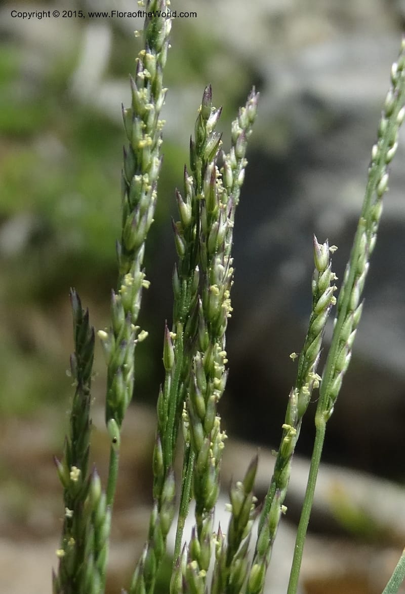 Sporobolus, Davidson, C 12579--Idaho. Valley Co. Lick Cr. Summit. 14 Jul 2014.  (117).JPG