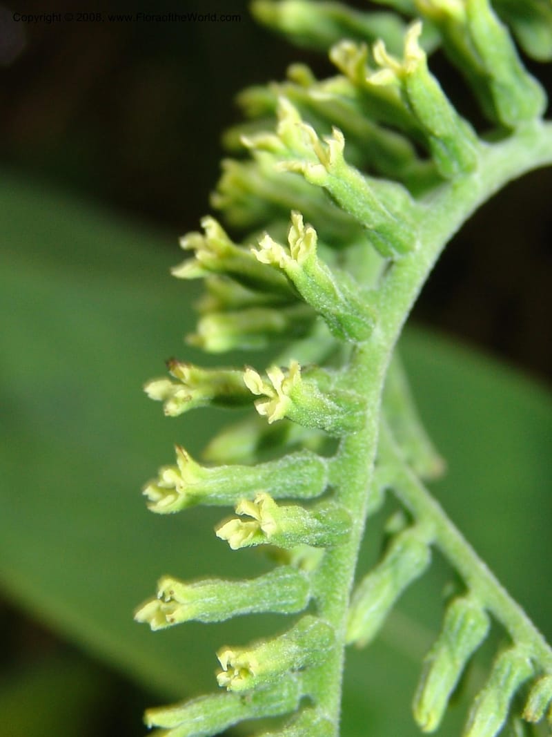 Tournefortia acutiflora--CA. San Francisco Botanical Garden (Strybing Arb.). 30 Mch 06. 146.jpg