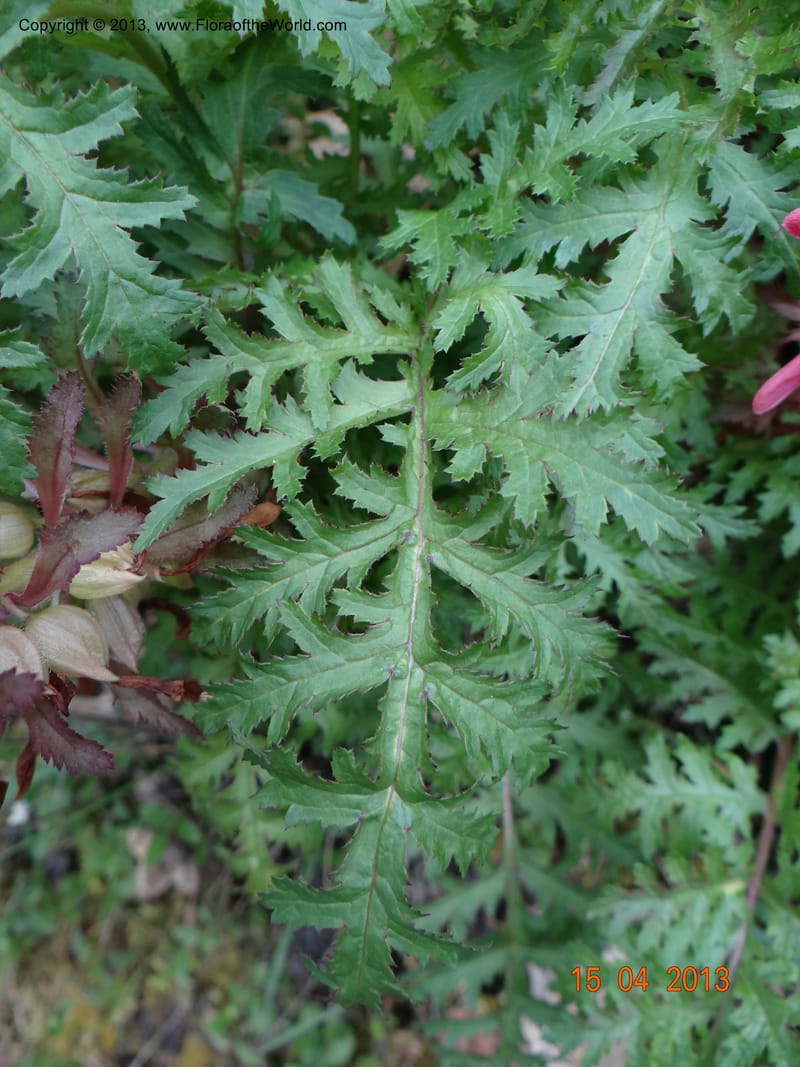 Pedicularis densiflora, Davidson, C 12118--USA, CA, Trinity Co.  15 Apr 2013  9916 (4).JPG