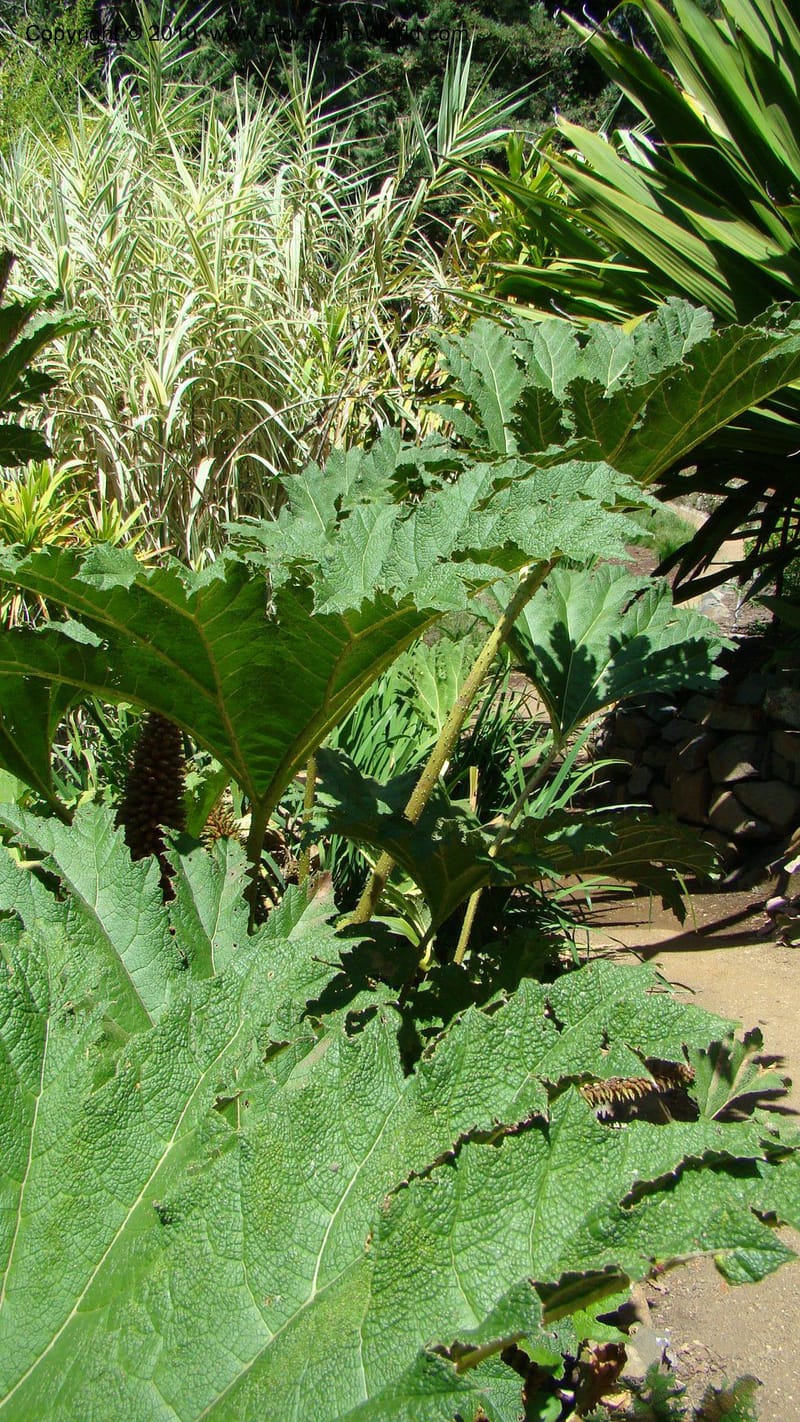 Gunnera manicata--Tasmania. Royal Tasmanian Botanical Garden. 2 Feb 2010. 189 (7).jpg