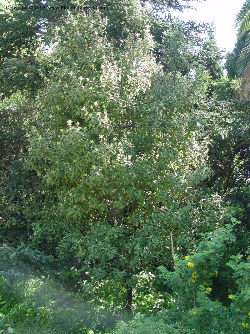 Pittosporum tenuifolium--Spain. Blanes. Marimurtra Bot. Gard. 24 Apr 04.  105.jpg