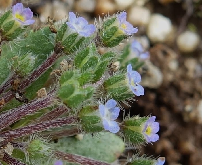 Microcaryum pygmaeum, D. Boufford 44021--China. Sichuan. Daocheng Xian. 14 Aug 2017. DSC05676 (289).JPG