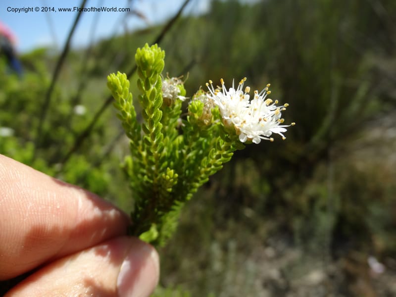 Agathosma collina, Davidson, C 12301--South Africa. Western Cape. De Hoop Nature Res. 22 Jan 2014. DSC01681 (108).JPG