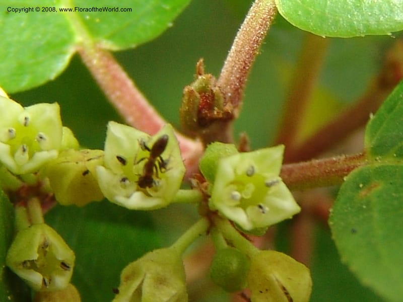 Rhamnus rubra ssp obtusissima, 83.1245--CA. UC Berkeley Bot. Garden. 31 May 07. 632.jpg