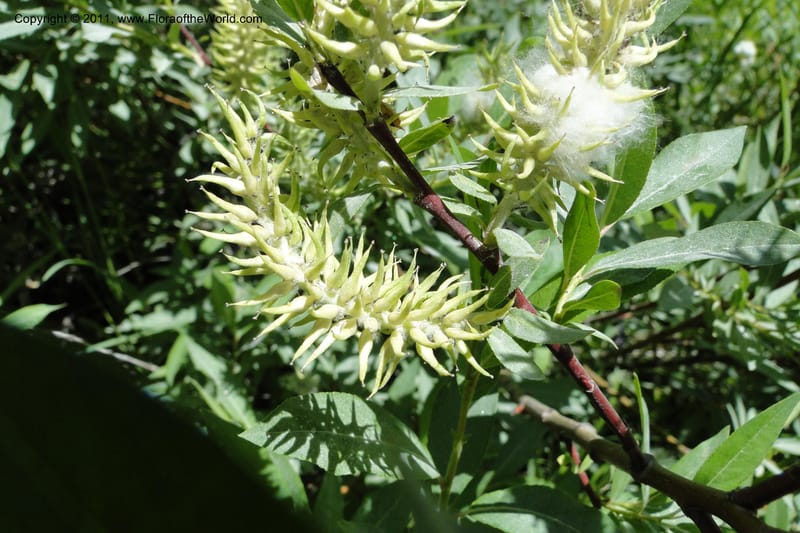 Salix, Davidson, C 11870--Idaho. Idaho Co. Warren Wagon Rd. 8 July 2011. 074 (7).jpg