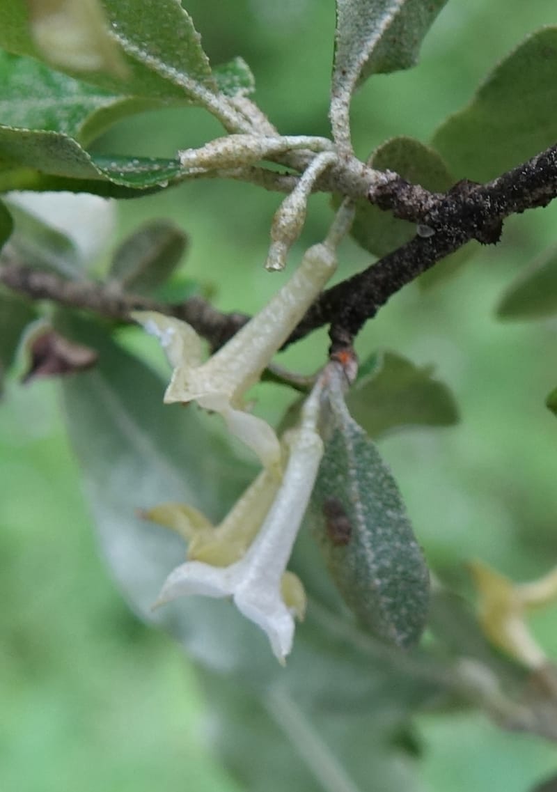 Elaeagnus umbellata, Tseng Yu-Hsin 1323--Taiwan. Dayaling jct on Highway 7. 21 May 2016. DSC03612 (5).JPG