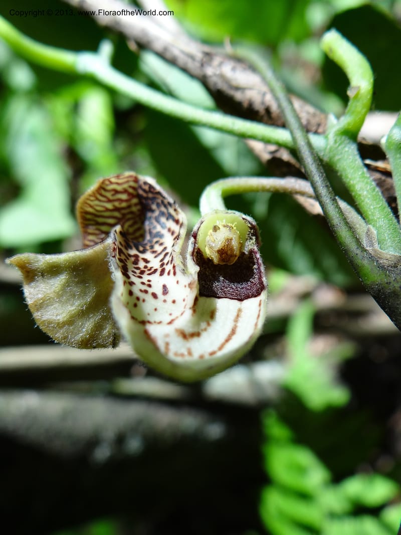 Aristolochia, Li Pan 1205292--China. Zhejiang Prov. Tian Mu Shan. 29 May 2012. DSC00348 (158).JPG