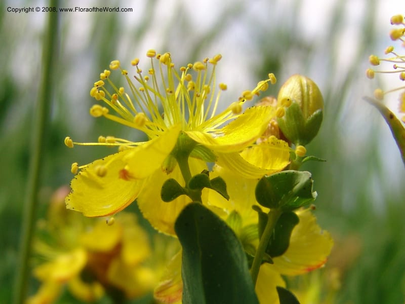 Hypericum formosum, CDavidson10972--ID. Valley Co. For Serv Rd. 432, to Crestline Trail.  25 Jul 06. 127.jpg