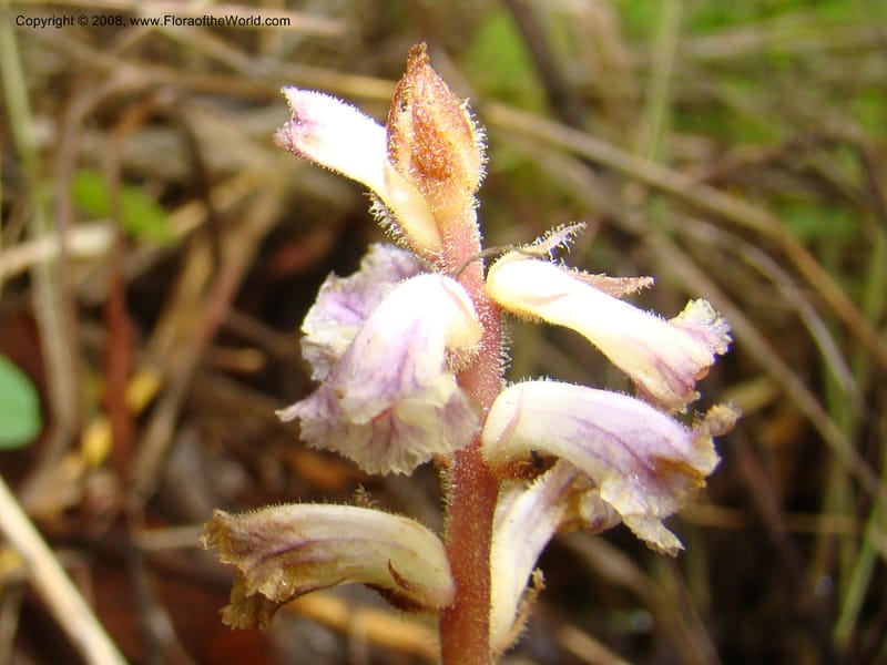 Orobanche minor, RGereau7035--Tanz. Mbeya Rural Distr. Utengule Coffee Lodge. 26 Jan 08. 220.jpg