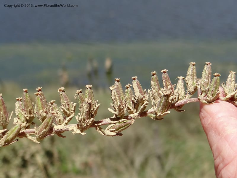 Francoa appendiculata, WDS 34052--Chile. Pichilemu. 13 Feb 2013. DSC00381 (54).JPG