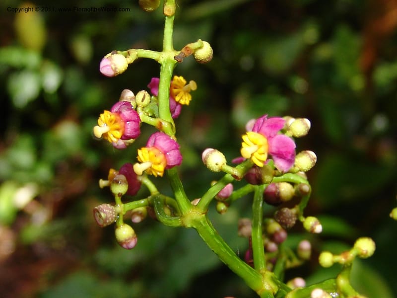 Miconia, Croat 95119--Ecuador. Prov. Esmeraldas. Alto Tambo. 21 Feb 05. 089 (2).jpg