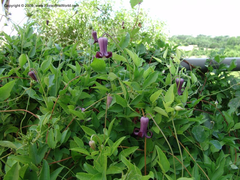 Clematis pitcheri--TX. Johnson Wildflower Center. 13 Jun 04. 005.jpg