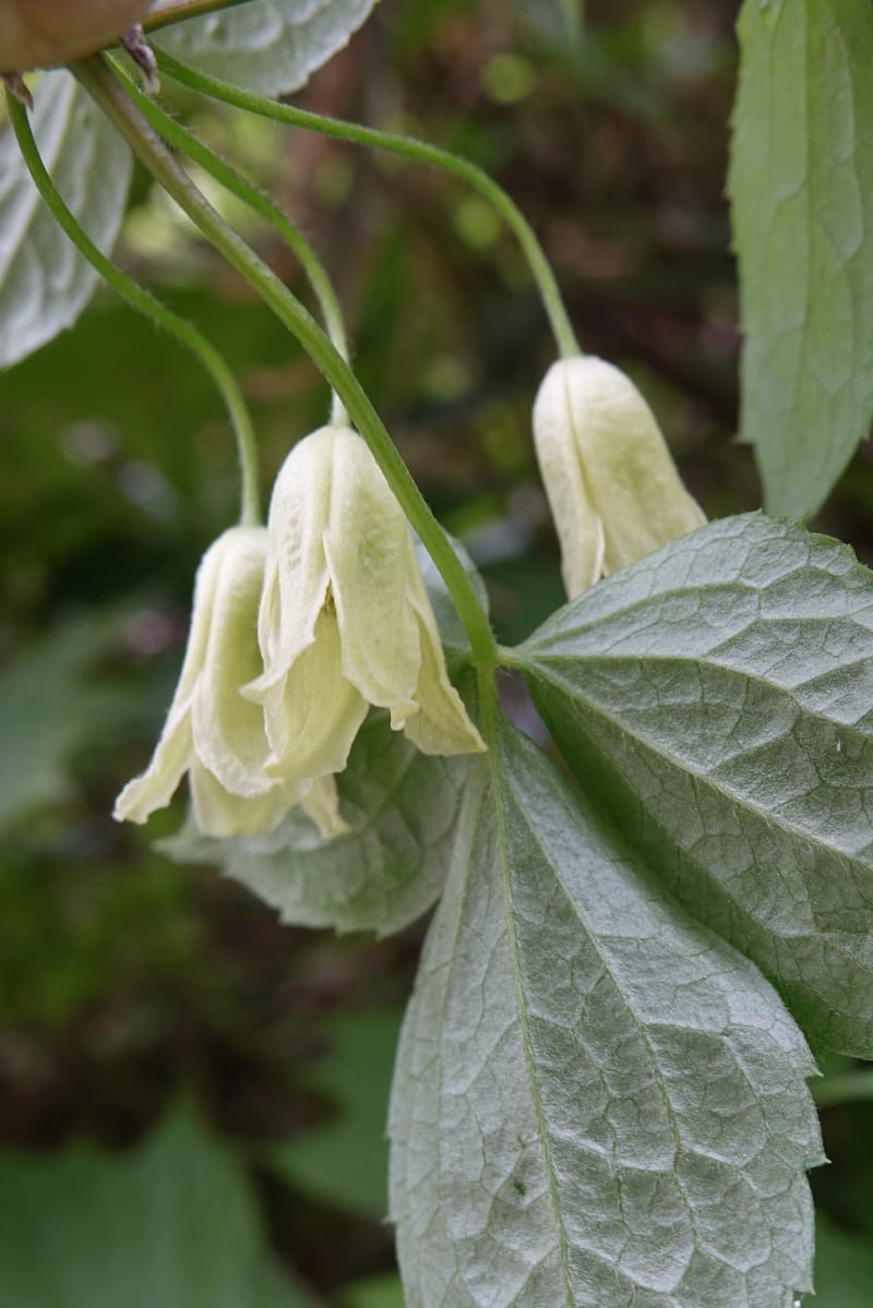 Clematis--Japan. Niigata. Miyoko-Togakushi N. P. Tsubame. 25 May 2016. DSC04209 (141).JPG