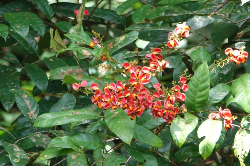 Aporrhiza, C. Davidson 13912--Gabon. M de C. Road past the cabins. 29 Oct 2018DSC09794 (73).JPG