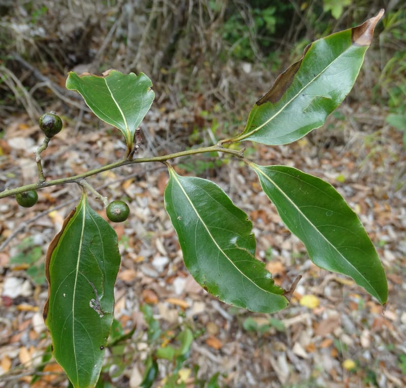 Cryptocarya, Lowry, P 7337--Fiji. Vesidrua Vill. 5 Nov 2015. DSC09215 (37).JPG