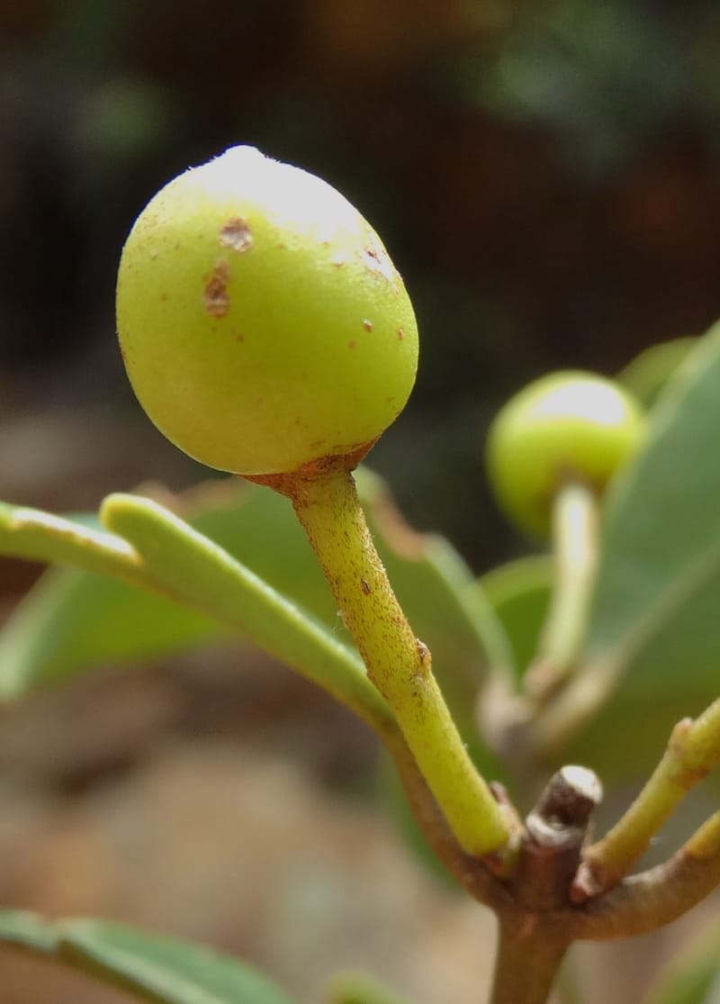 Austrobuxus, Munzinger, J 7480--New Caledonia. PinPin. 20 Nov 2015. DSC03938 (30).JPG