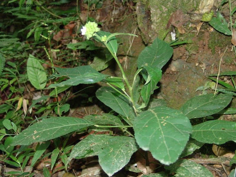 Pavonia fruticosa, AAraujoM1102--Bolivia. Pq. Nac. Madidi. Chalalan. Send. Jaguar. 25 Nov 04. 044.jpg